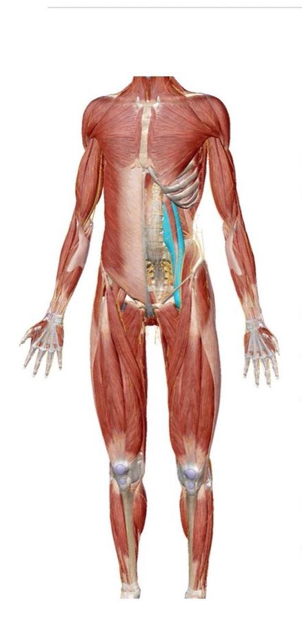 ¡El psoas importa en la biomecánica y mucho!